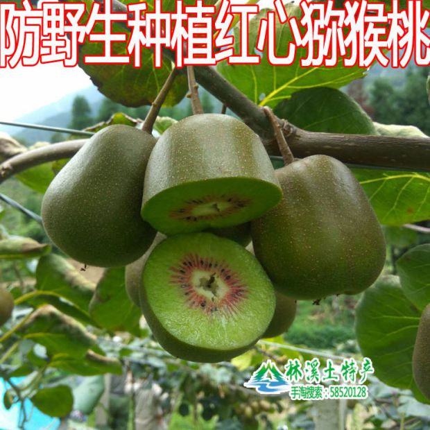 云南大关高山上采摘纯野生猕猴桃绿心奇异果新鲜现摘五斤十斤包邮
