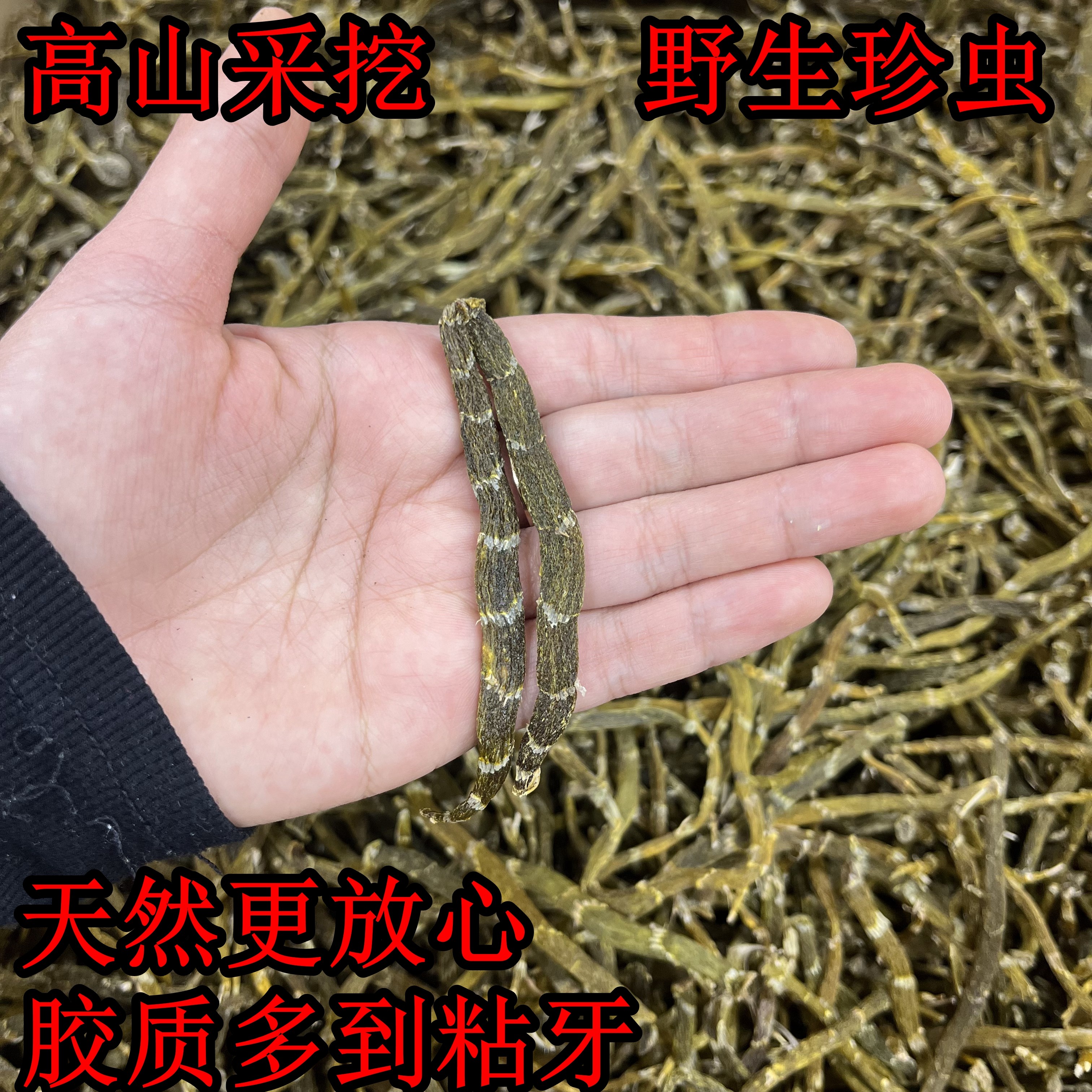 深山珍虫野晒干石斛胶质粘牙