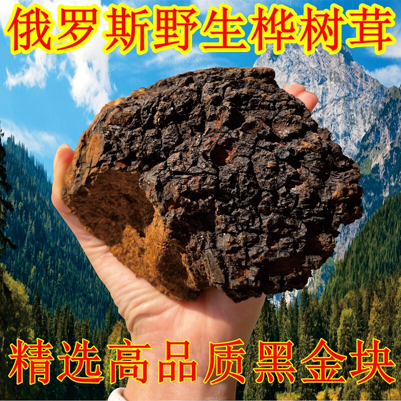 桦树茸野生俄罗斯非长白山黑金桦褐孔菌掰白桦茸树泪茶正品500克