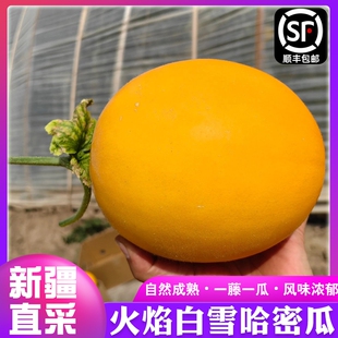 新疆哈密瓜火焰白雪密瓜粽子吐鲁番网纹甜瓜当季孕妇水果脆甜多汁