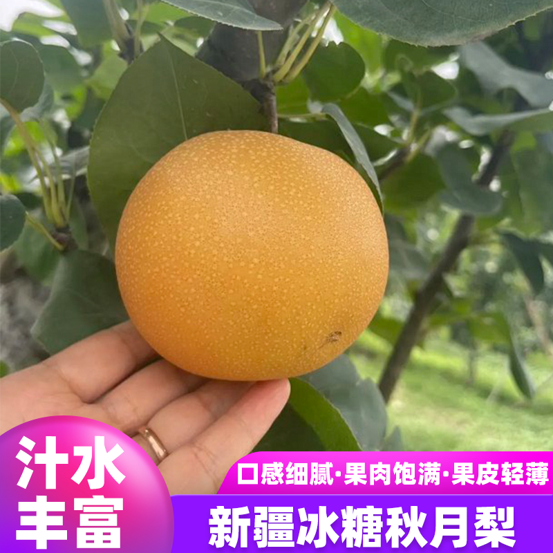 正宗新疆阿克苏秋月梨应季梨子香甜多汁皮薄肉厚大颗粒水果礼盒装,水产肉类/新鲜蔬果/熟食,梨,淘宝优惠券,粉丝福利购,淘宝优惠卷