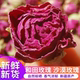 新疆和田玫瑰花茶沙漠玫瑰自然花冠茶无硫熏大马士革干玫瑰花50g