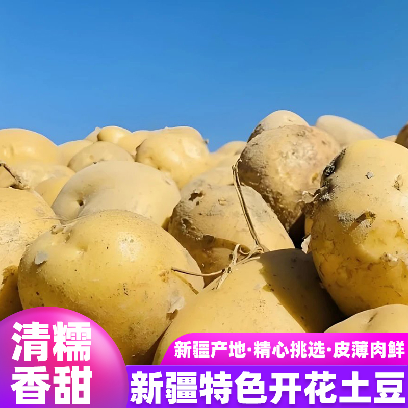 新疆土豆新鲜现挖正宗开花土豆农家自种黄皮黄心洋芋蔬菜马铃薯