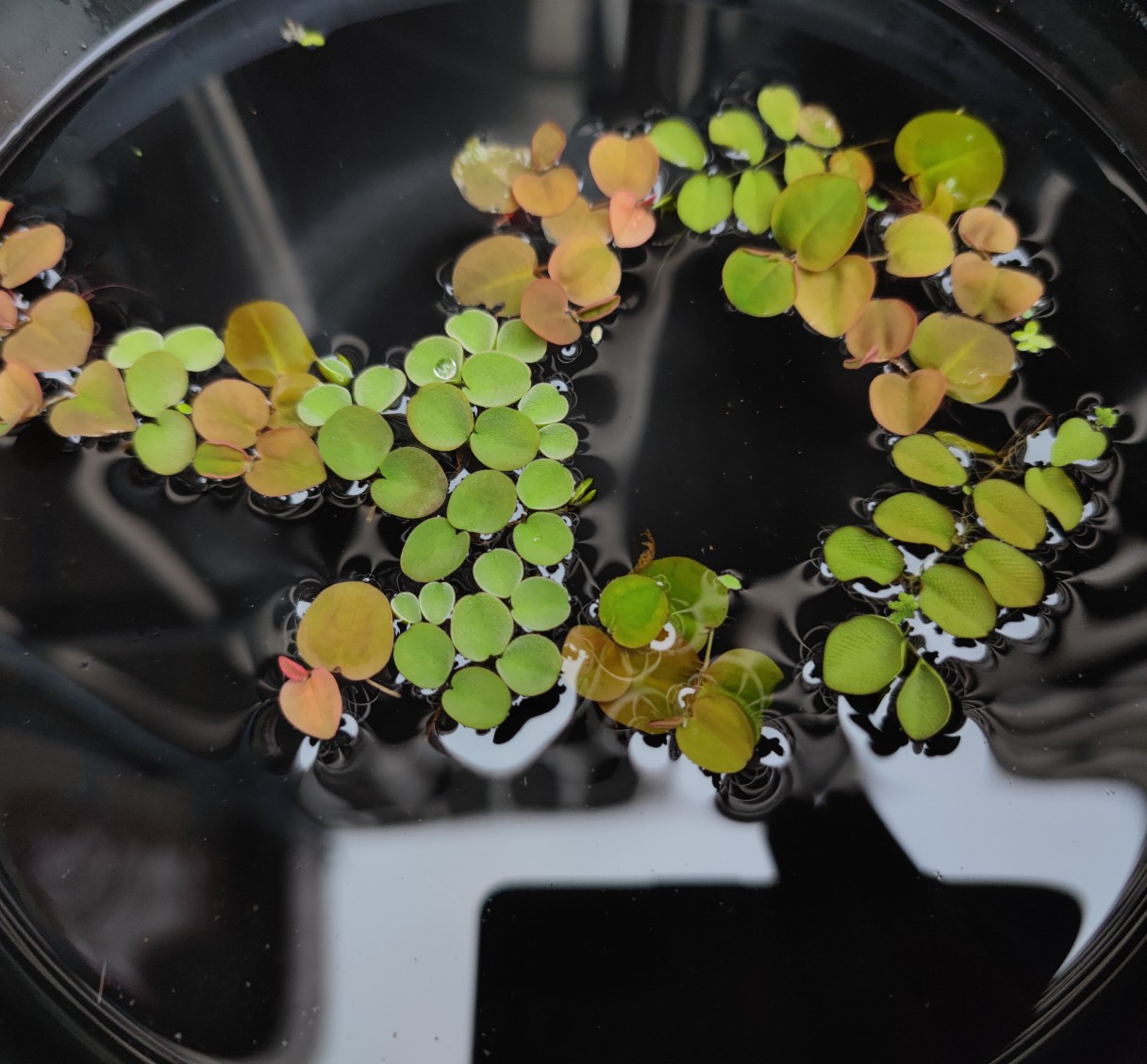 水草浮萍圆心萍净化水质水培绿植庭院办公室鱼虾龟缸造景漂浮水草