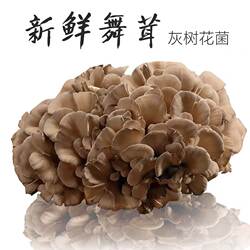 庆元新鲜灰树花150g 无泥沙舞茸茶灰树菇栗蘑香菇酒店养生食用菌