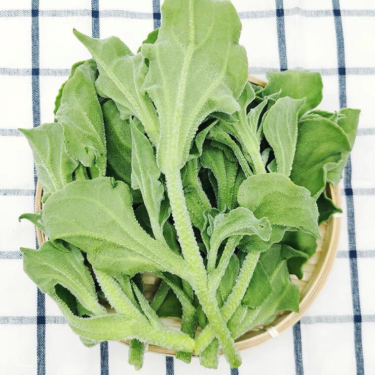 新鲜非洲冰菜冰草农家新鲜蔬菜火锅即食生吃沙拉菜500g/一盒