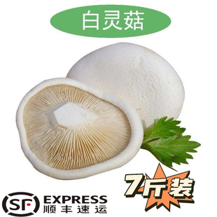 新鲜白灵菇3500g鲍鱼菇百灵芝菇翅鲍菇阿魏菇阿魏侧耳蘑菇顺丰