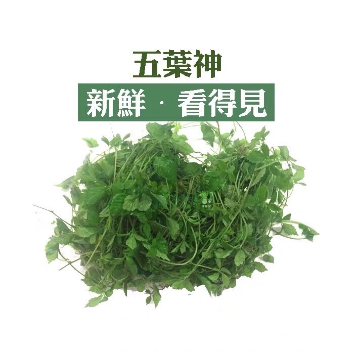 新鲜野生绞股蓝 五叶神 小苦药 七叶参 农庄煲汤健身食材500g