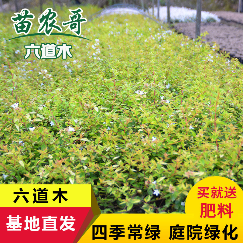 大花六道木绿化工程小苗 杯苗庭院园林绿化植物耐寒 四季常绿