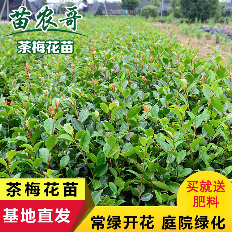 茶苗庭院别墅绿化茶梅树苗 四季常青园林花木植物地被植物冬开花