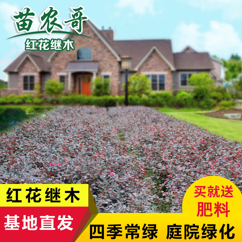 红花继木庭院园林绿化苗木树苗