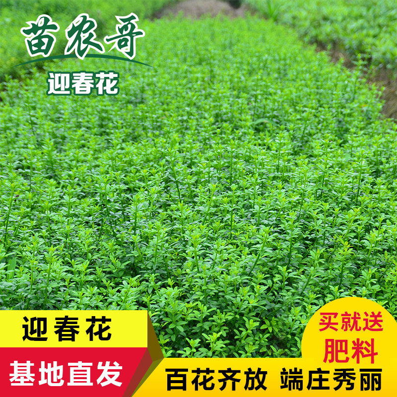 迎春花开花绿植室内外垂吊攀援绿化观赏花卉金黄迎春花苗连翘树苗