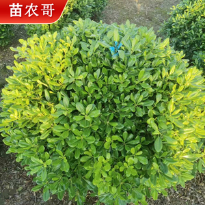 庭院树苗绿化冬青球彩色苗木
