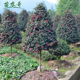 茶梅塔形 茶梅球庭院别墅绿化四季常青植物花卉净化空气茶梅树球