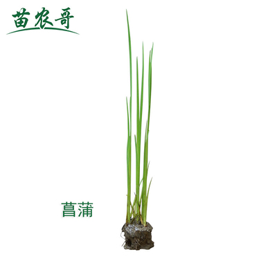 定制一件5棵·菖蒲水生花卉植物香蒲草庭院水池美观鱼池植物