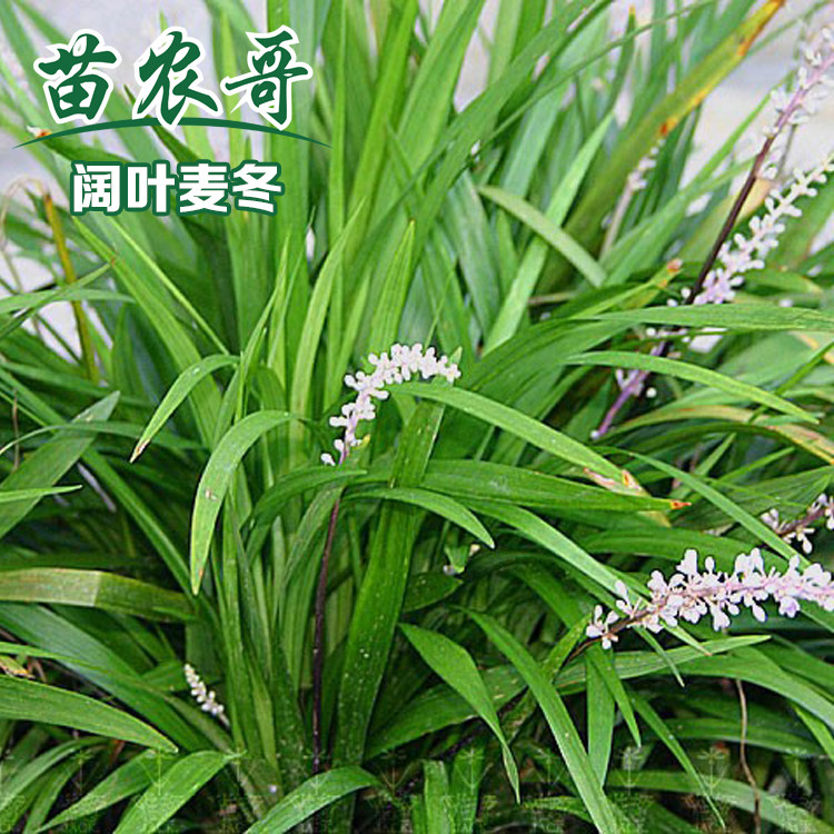 阔叶麦冬四季常绿耐寒地被植物