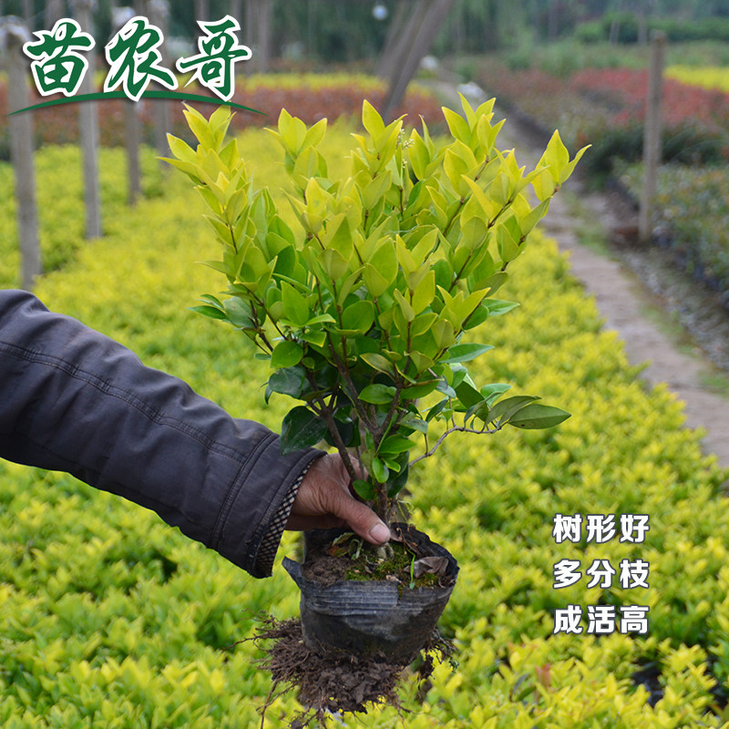 金森女贞庭院园林别墅