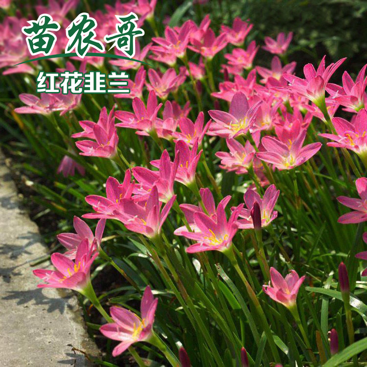 白花葱兰  红花韭兰【一袋装8-10平方】开花常绿花园耐寒耐阴植物