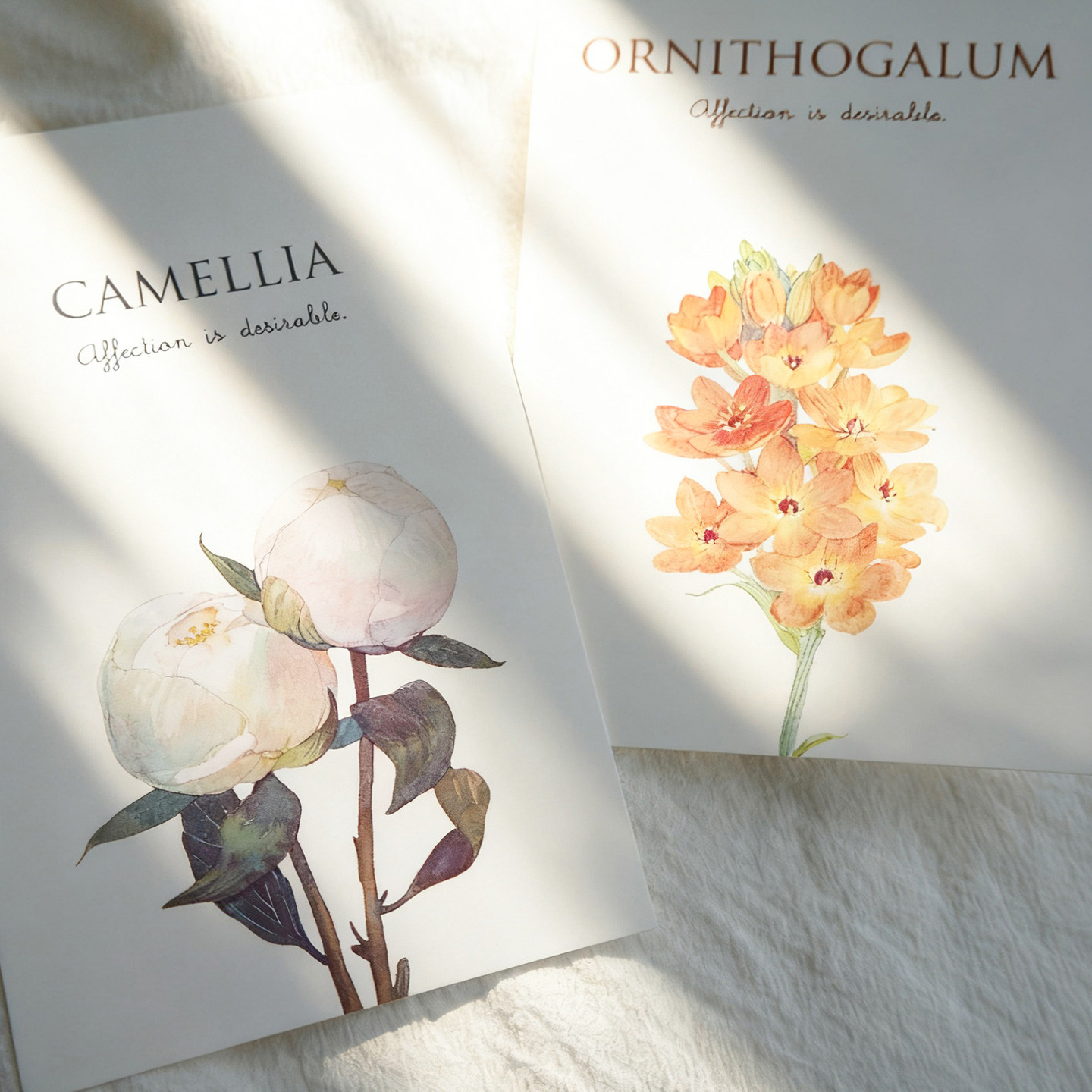 白糖商店 花语信约明信片 森系ins风装饰卡片治愈系手账素材墙贴,文具电教/文化用品/商务用品,贺卡/明信片,淘宝优惠券,粉丝福利购,淘宝优惠卷