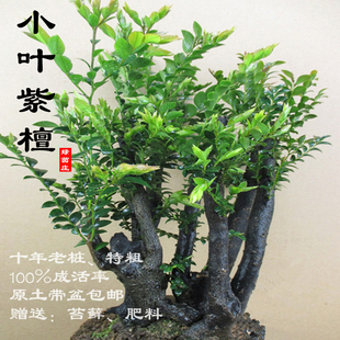 名贵小叶紫檀盆景植物室内紫檀树树桩盆栽花卉客厅桌面绿植办公室