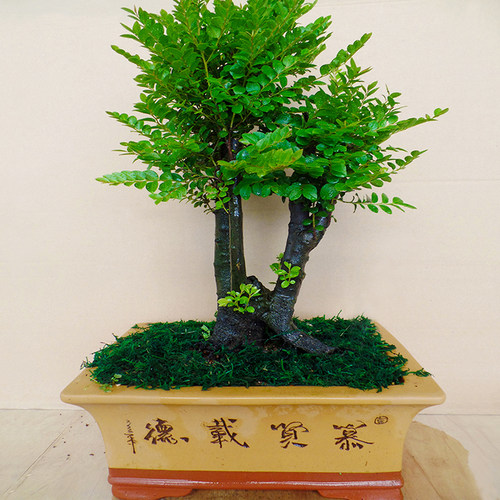 几十年大老桩小叶紫檀客厅
