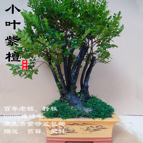 客厅小叶紫檀盆景百年老桩