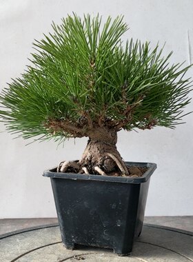 实物拍摄一物一拍三河黑松寸稍五针松造型盆景老桩盆景桌面盆栽