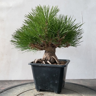 实物拍摄一物一拍三河黑松寸稍五针松造型盆景老桩盆景桌面盆栽