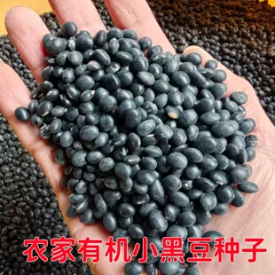 高产黑豆种子黑黄豆大田播种绿芯黑豆子农家自种黑小豆种非转基因