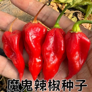 印度魔鬼辣椒种籽涮涮辣辣椒种子断魂椒种子超辣辣椒种子籽印度