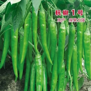 杭椒一号种子高产线椒辣椒杭椒小尖椒种籽农家庭四季春季蔬菜种孑