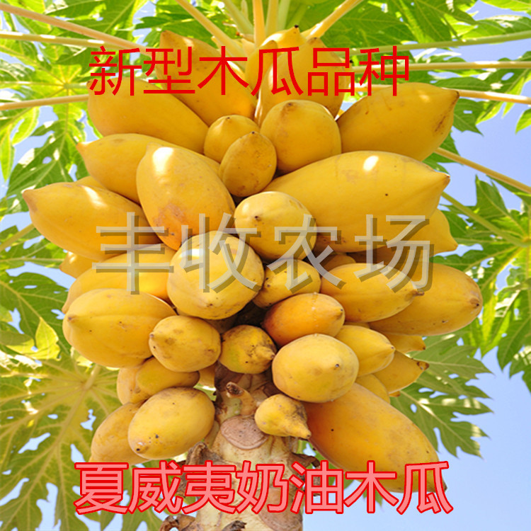 新型木瓜品种夏威夷奶油木瓜种子水果木瓜台农一号红心木瓜种 小编推荐 Wepost 全民代运 马来西亚中国淘宝代运与集运专家