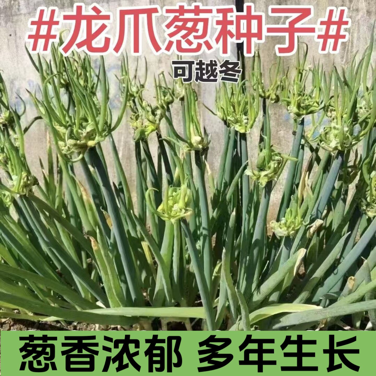 天葱 楼葱种子龙爪葱种子四季阳台 庭院 羊角葱台儿葱 观音葱种籽