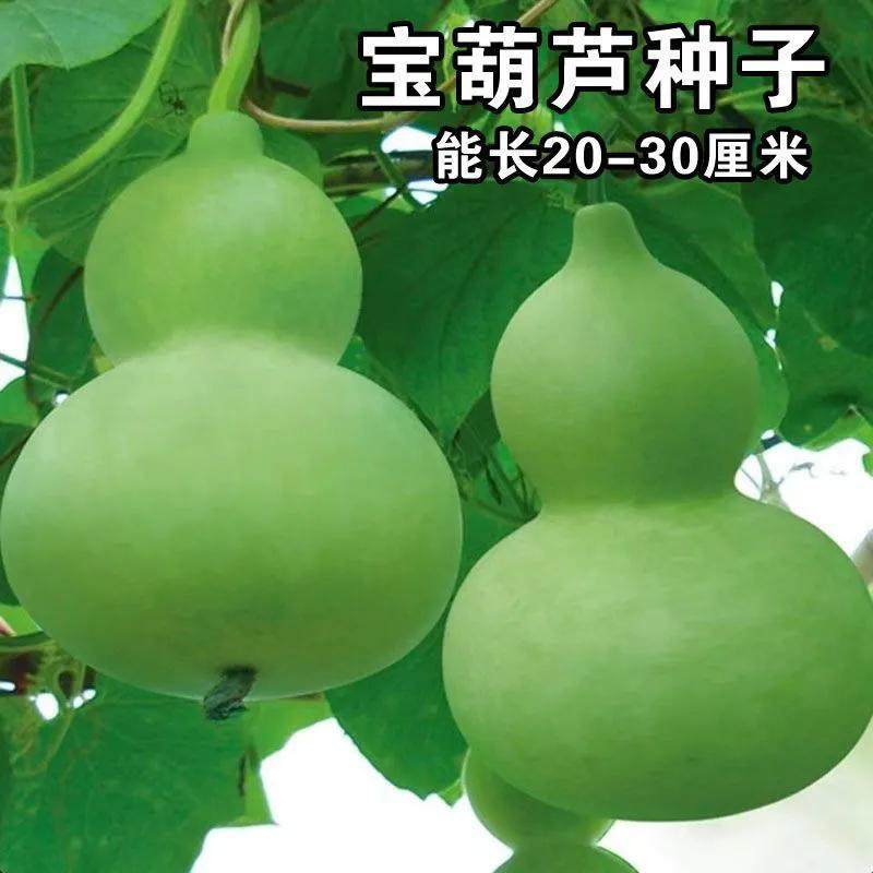 宝葫芦种子食用葫芦种籽四季菜园庭院阳台盆栽可食用观赏农家蔬菜