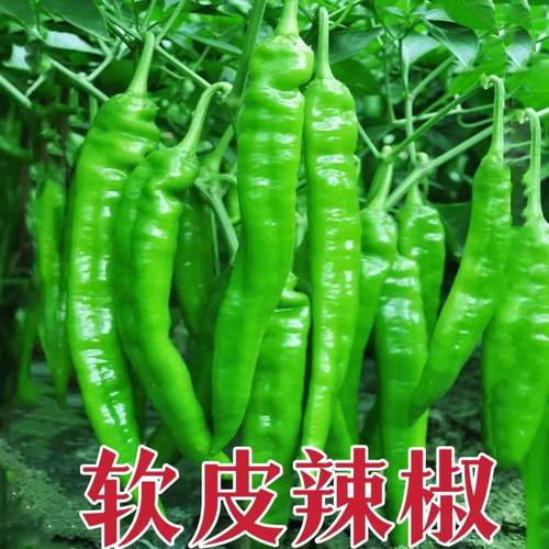 老品种土辣椒种子 可留种春季早熟高产特辣薄皮青辣好吃椒尖种子