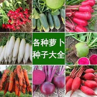 水果萝卜种籽潍坊青萝卜种子大全正宗沙窝萝卜种甜脆秋冬季蔬菜孑