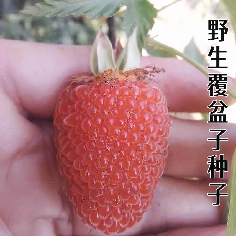 野生覆盆子种子大红袍树莓种籽盆栽庭院阳台水果蔬菜种子四季易种