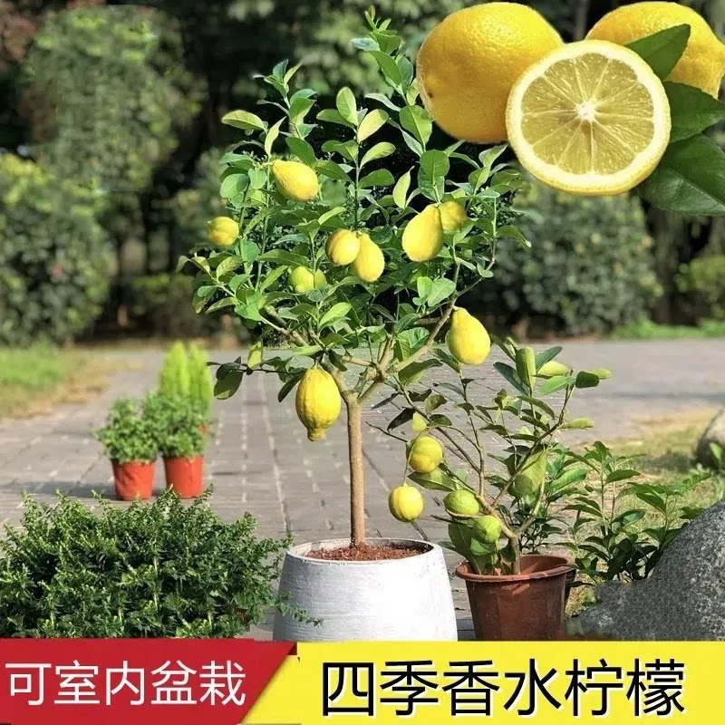 四季柠檬树种子盆栽香水