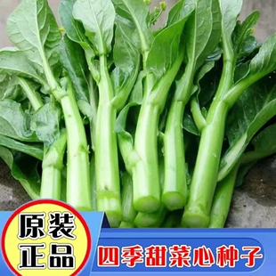四九菜心种子阳台白菜苔四季播盆栽蔬菜种籽广东油青甜心菜孑莱子