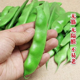 早熟地油豆种子无架矮生地油豆种籽豆角地霸油豆角籽春秋四季种孑