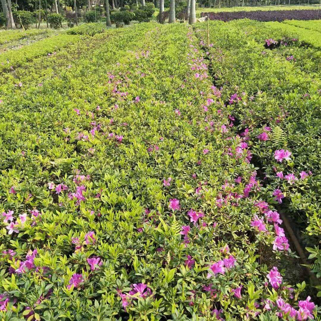 100颗杜鹃花苗杜鹃小苗毛杜鹃 映山红 四季开花庭院绿植物可盆栽
