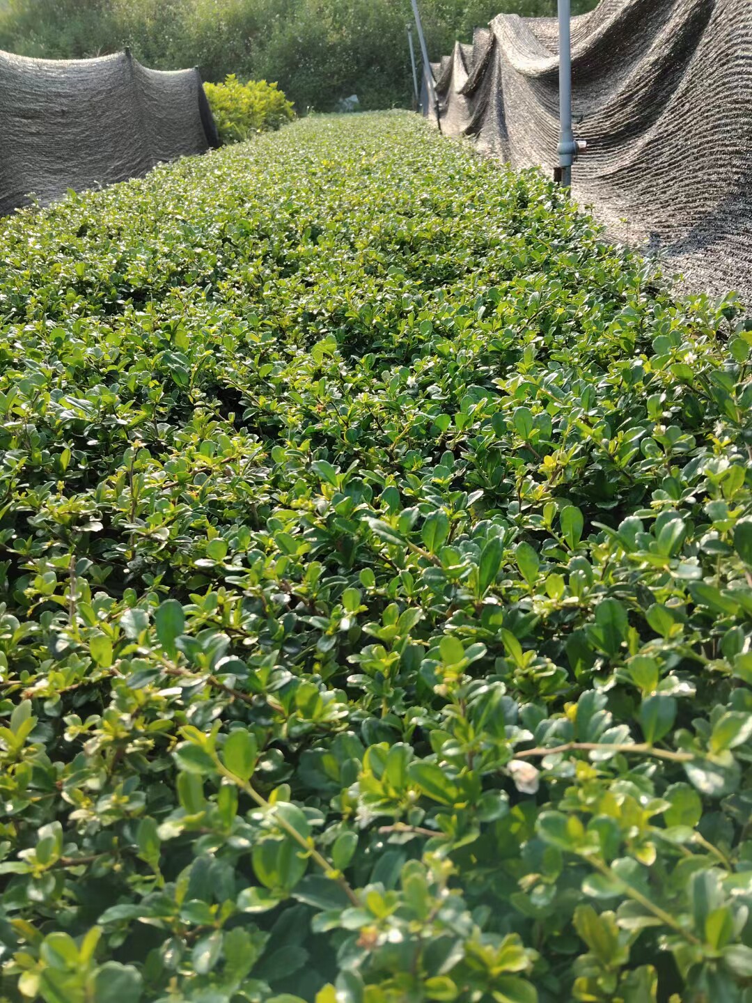 100颗福建茶苗盆景基及树苗四季常青工程绿化小苗耐阴好养植物