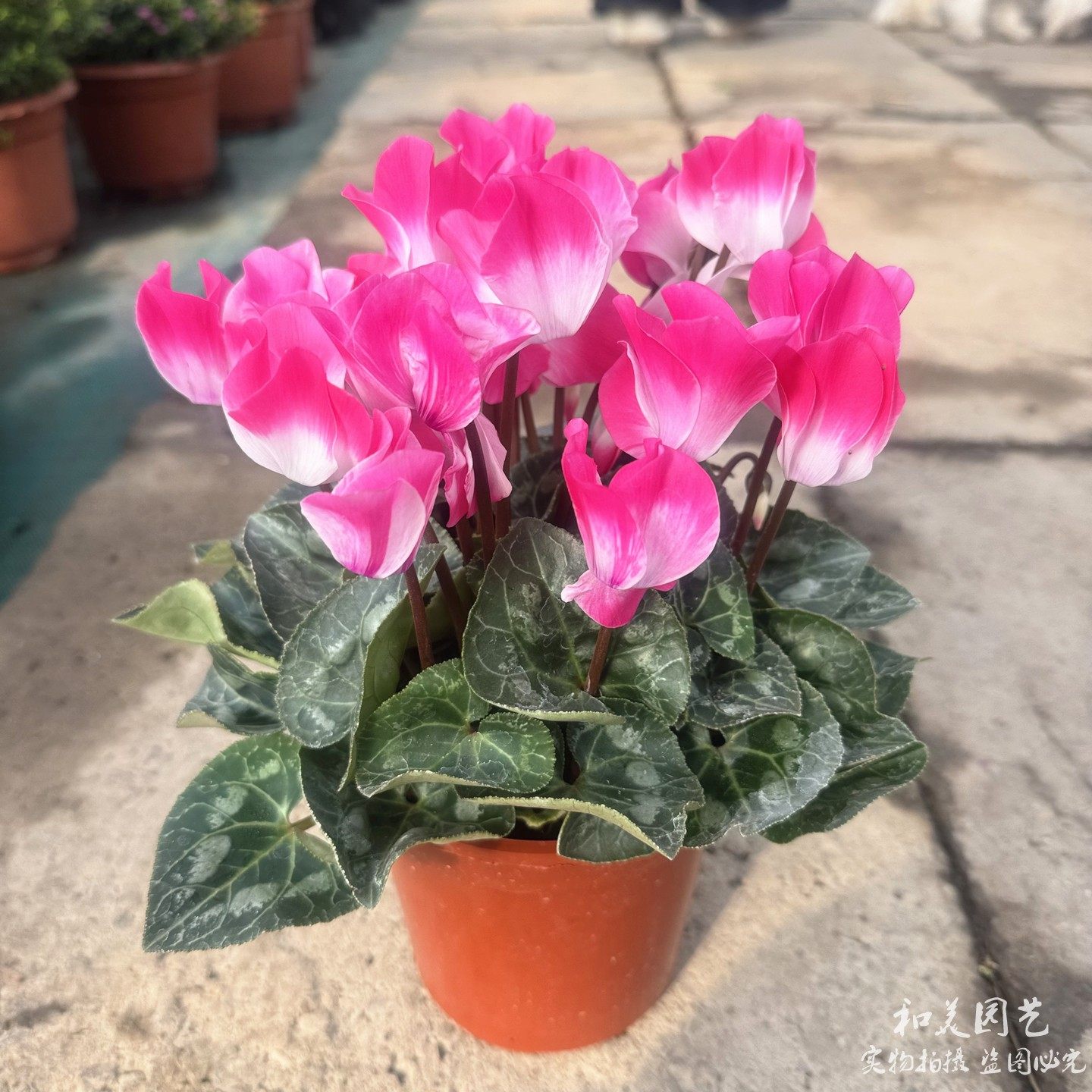 仙客来盆栽带花发 兔子花 萝卜海棠 蝶衣 耐寒年宵花卉，花期较长,鲜花速递/花卉仿真/绿植园艺,红掌/凤梨/温室花卉,淘宝优惠券,粉丝福利购,淘宝优惠卷