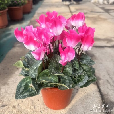 和美园艺仙客来耐寒年宵花卉