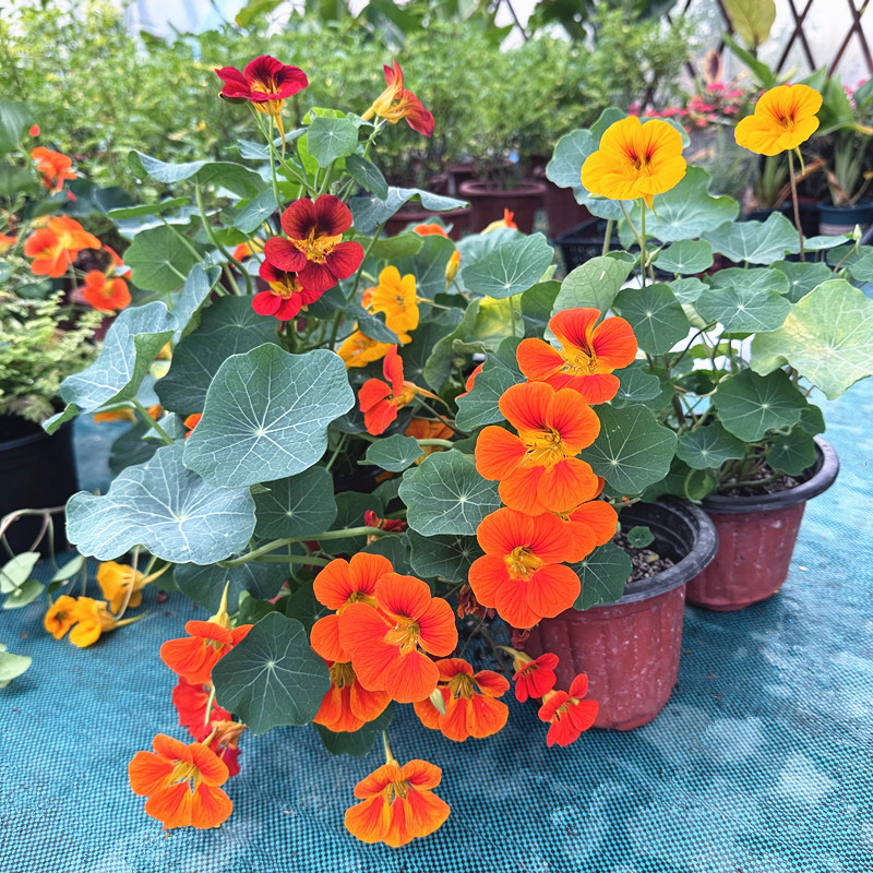 旱金莲盆栽 垂吊爬藤旱荷花 阳台四季易种室内花卉花期较长 包邮