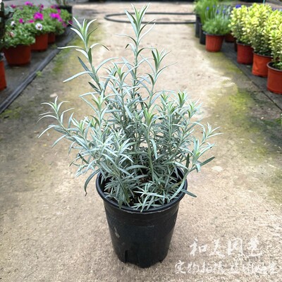 灌木植物庭院阳台美观易养护