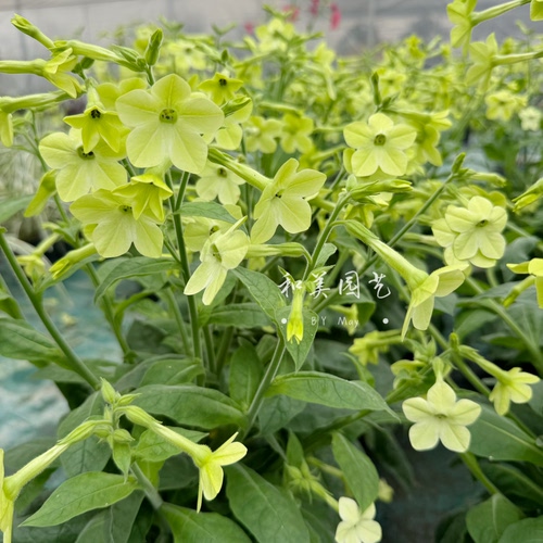 花烟草盆栽 庭院阳台高杆花镜植物 花量大 花期较长
