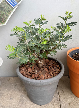 沙漠苏木 Senna meridionalis 耐旱块根盆景植物 造型树盆栽