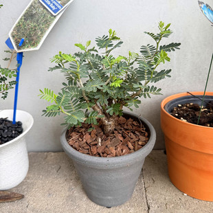 沙漠苏木 Senna meridionalis 耐旱块根盆景植物 造型树盆栽
