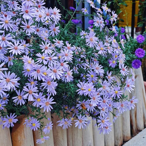 小卡罗野甘菊紫菀盆栽